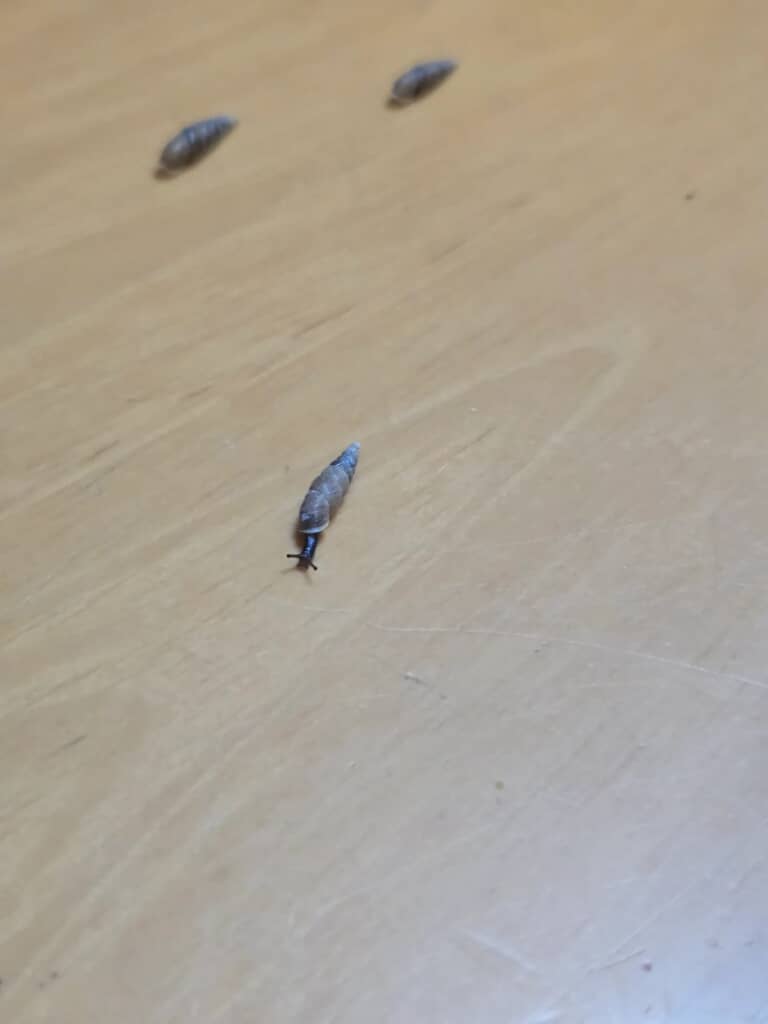 テーブルの上を這うキセルガイと思われる陸生貝