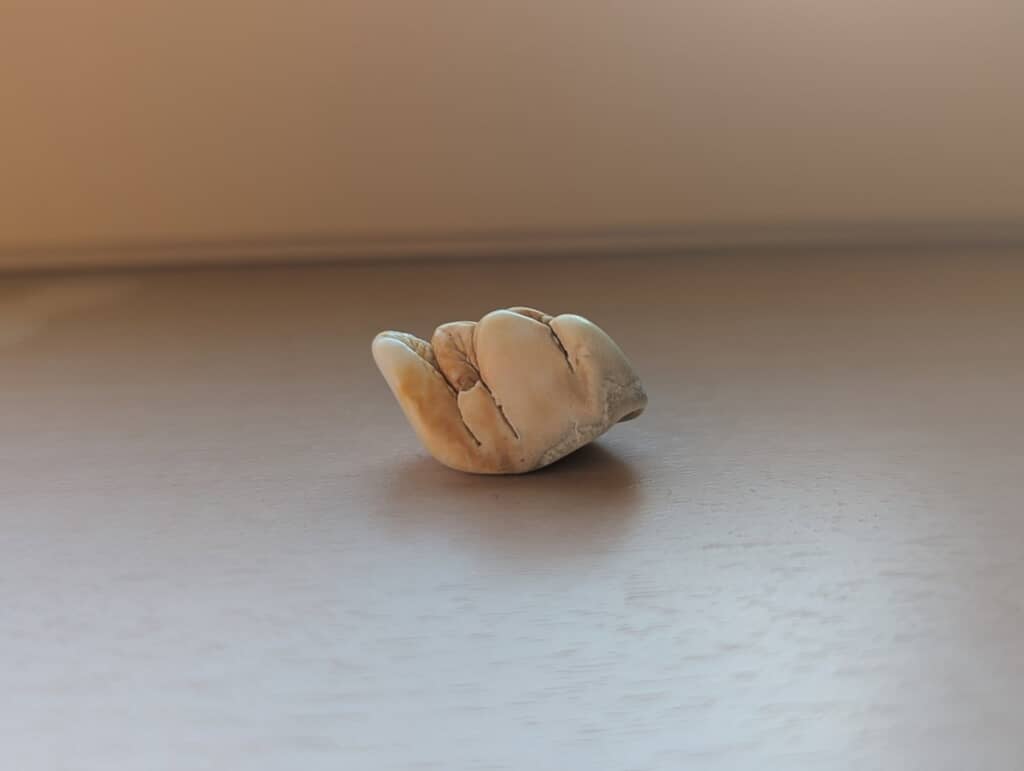 奥能登の海岸で拾った動物の歯のような物体