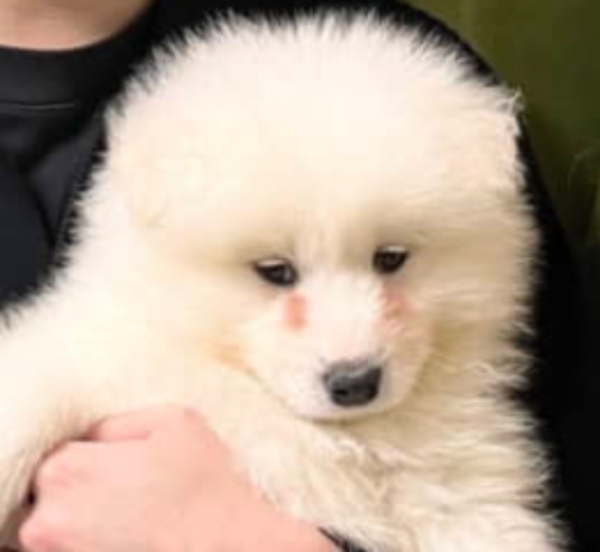 生後2カ月の愛犬との家族ショット→3年後……飼い主の“まさかの姿”に「出会えて良かったね！」「もののけ姫のモロみたい」（1/3） | 犬 ねとらぼ