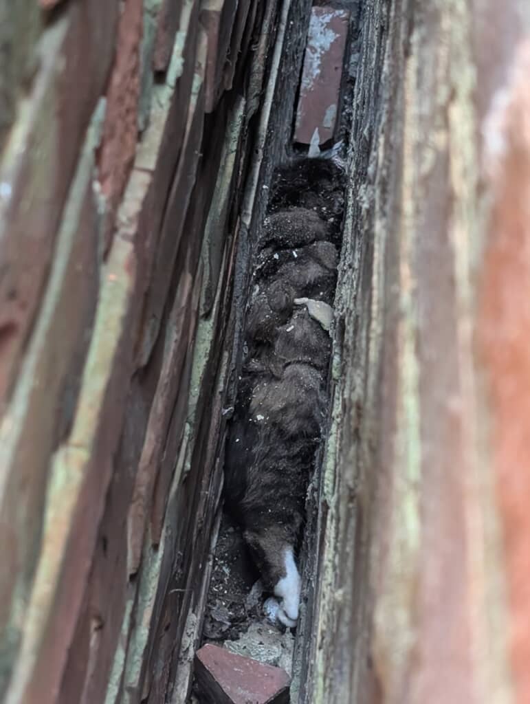 わずか10センチの隙間に挟まった猫