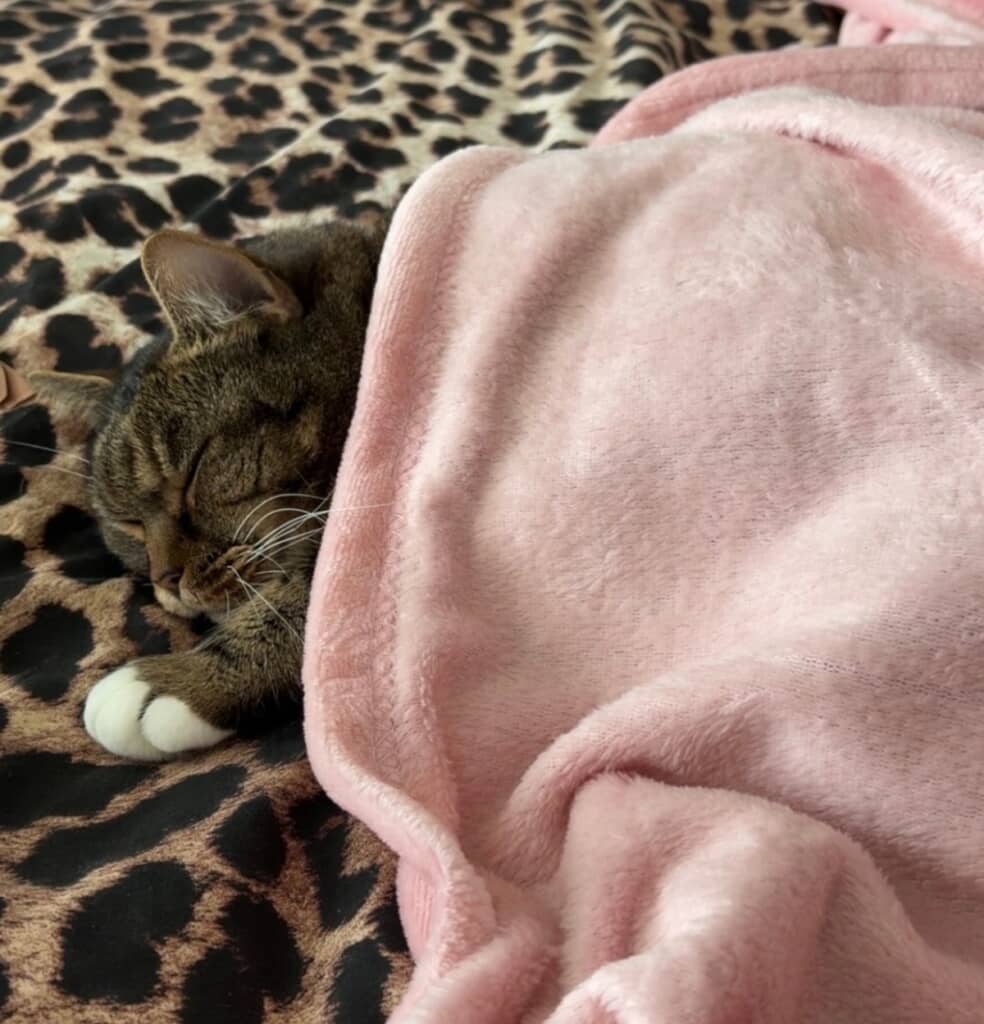 無事に救助され飼い主と再会したアルフィー