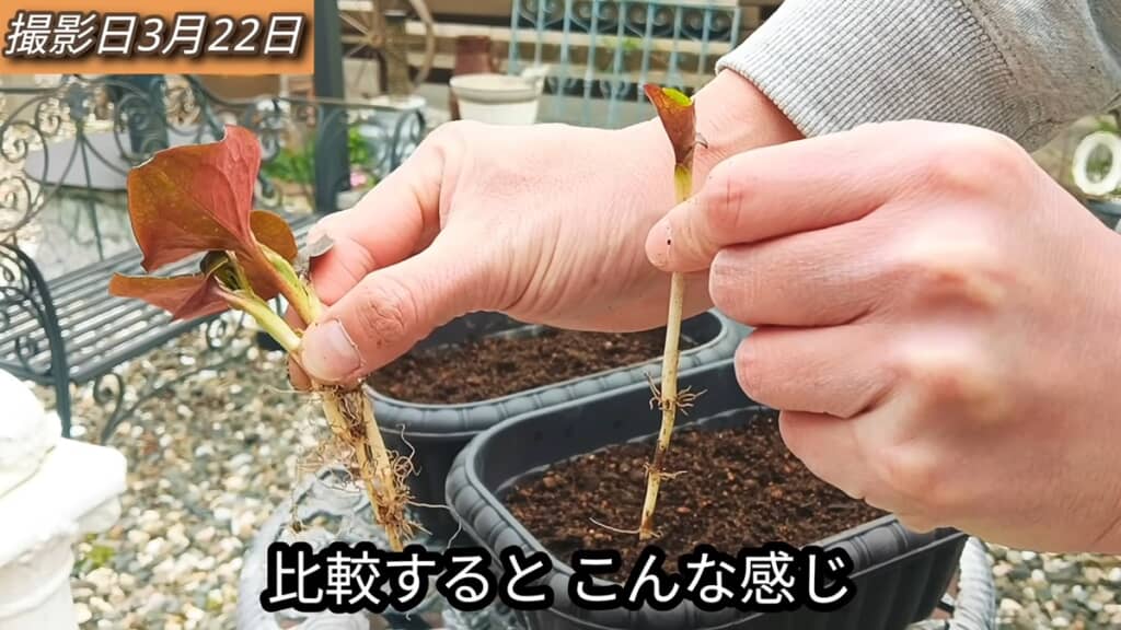 比較実験に用いる立派に成長したドクダミとまだ小さいドクダミ