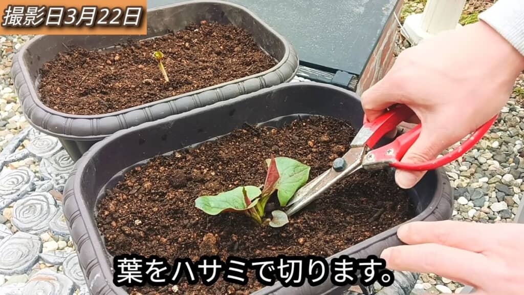 立派に成長したドクダミの方は葉を全てハサミで切る