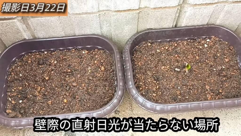 葉を切られて地上部がなくなったドクダミの鉢と小さいドクダミの鉢
