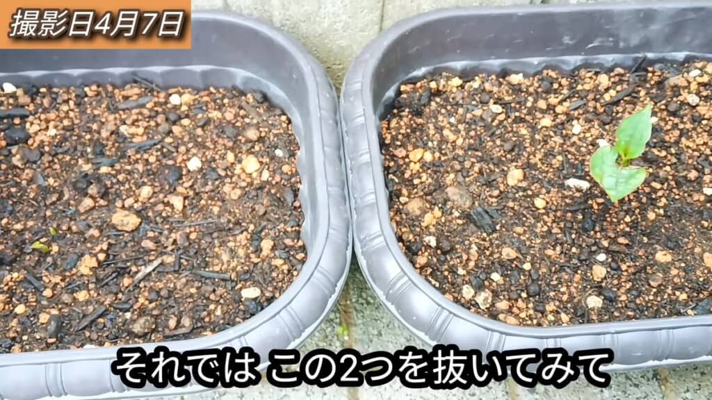 2週間以上経過し、地上に出てきた小さなドクダミの芽と葉がどんどん大きくなっていくドクダミ