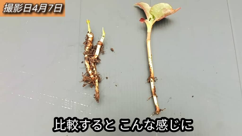 ハサミで切った株の根と切らなかった株の根