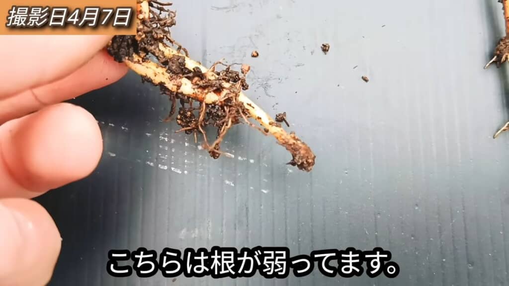 ハサミで葉が切られたことにより、実験前より弱くなった根