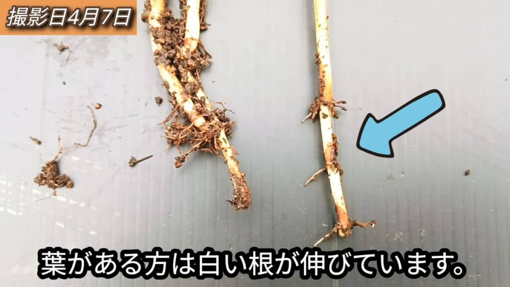ハサミで切られなかったため順調に伸びている根