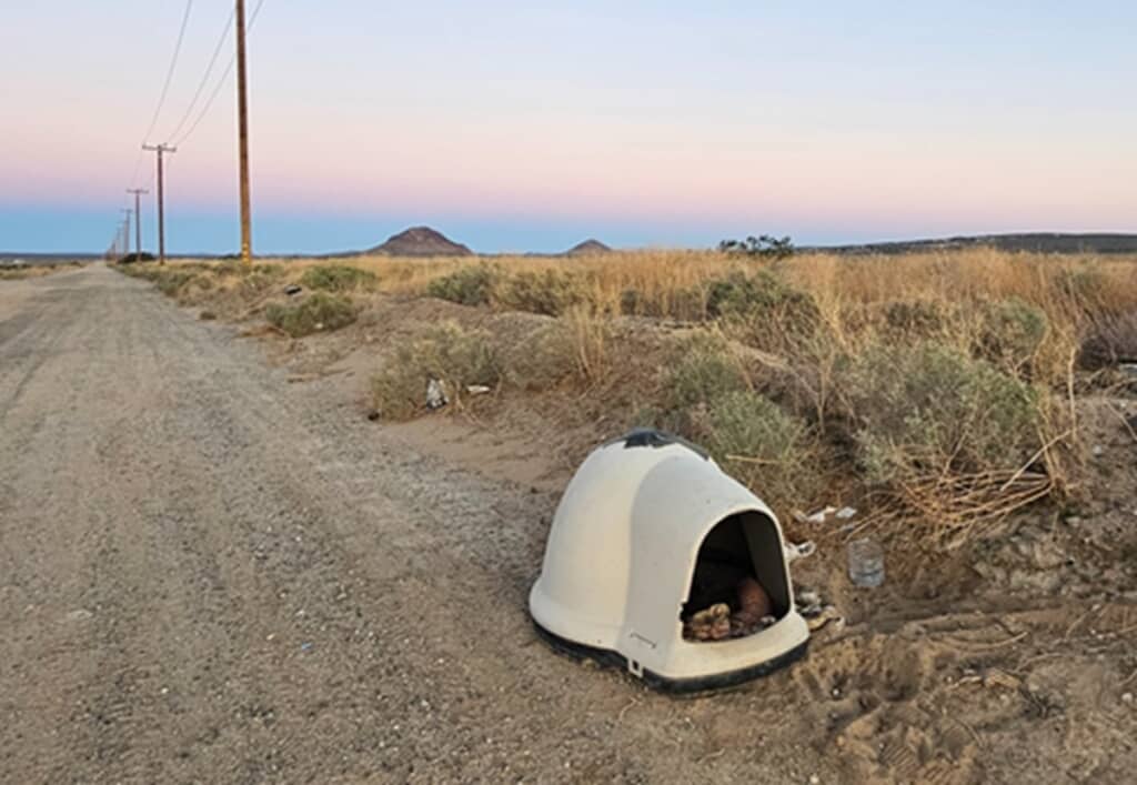 砂漠の真ん中に置き去りにされた犬