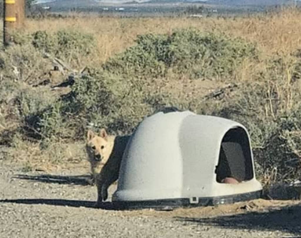 置き去りにされても家族を待っていた犬