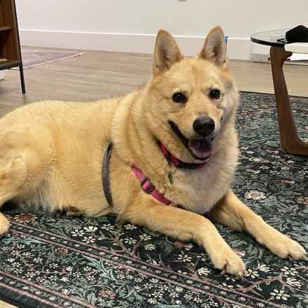 シニア専門の保護施設に引き取られたアイリス