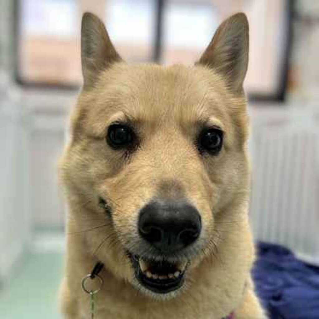 シニア専門の保護施設に引き取られたアイリス