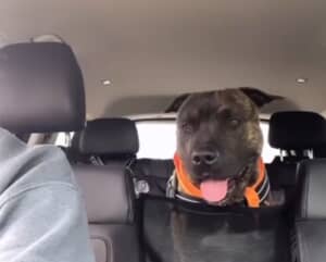 安楽死寸前に奇跡が起こった犬