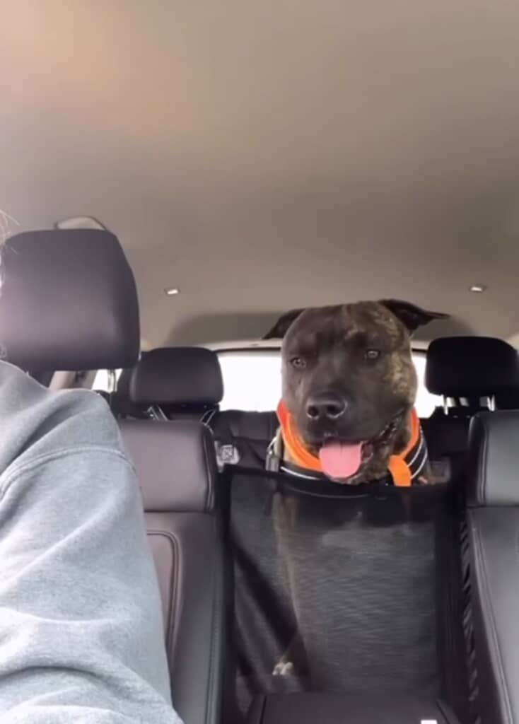 安楽死予定だった犬レックス、最後の一日を外で過ごすことに