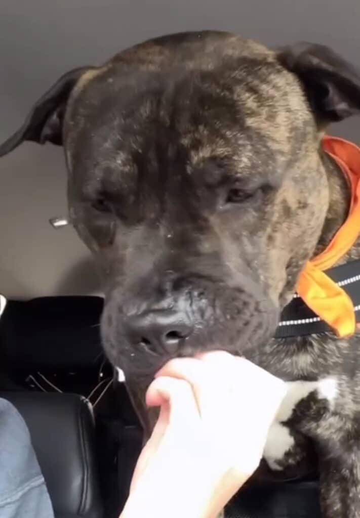 チキンナゲットを食べるレックス