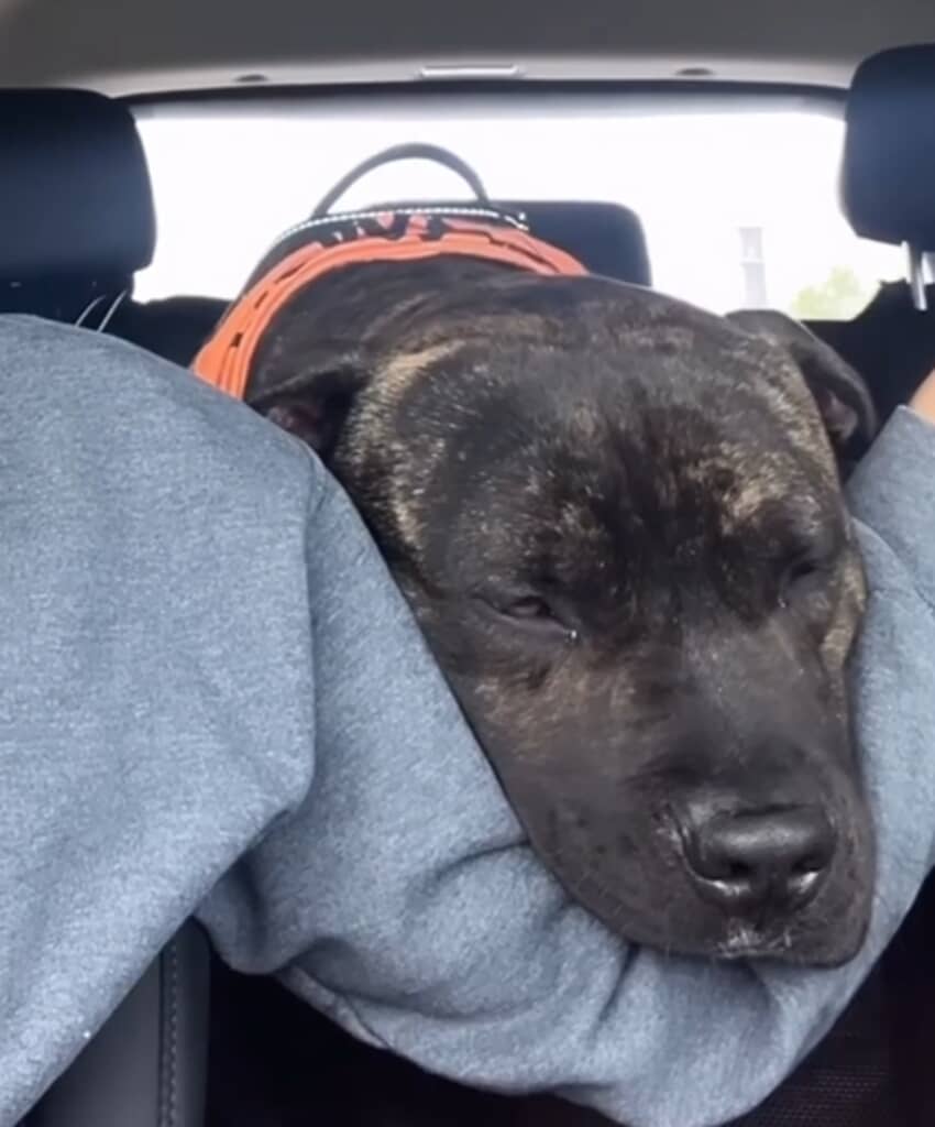 リラックスした一日を過ごしたレックス