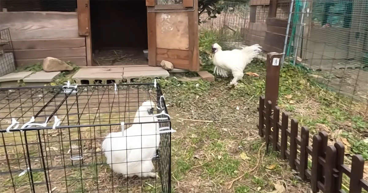 メスに先立たれたオス鶏→新たな“お相手”と対面したら……　「個性的すぎて笑う」「やっぱり寂しかったんですね」（1/3） | その他生き物 ねとらぼ