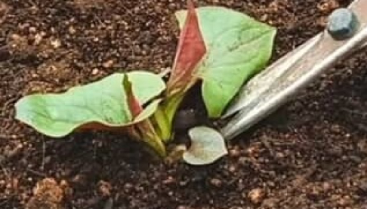 しぶといドクダミを手で抜かず、ハサミでそっと切ると……　2週間後、衝撃の結果に「とても参考になりました！」「ワクワクして来ちゃう」（1/3） | ライフハック ねとらぼ