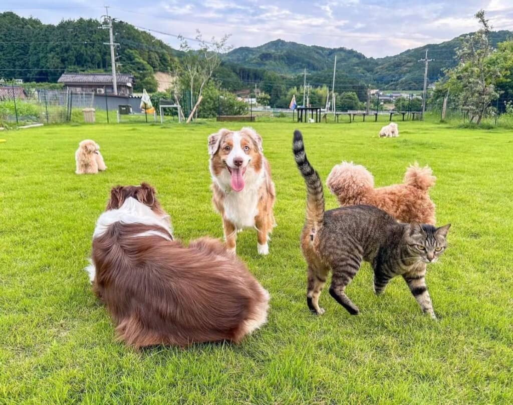 自宅のドッグランを楽しむワンコたち