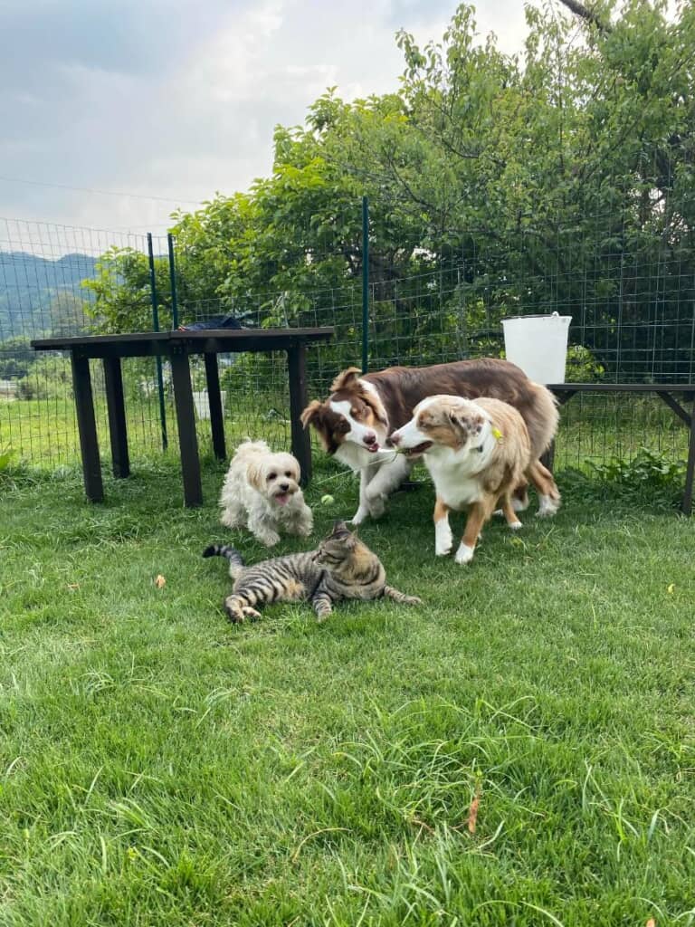 自称犬の猫ちゃんも大満足な様子