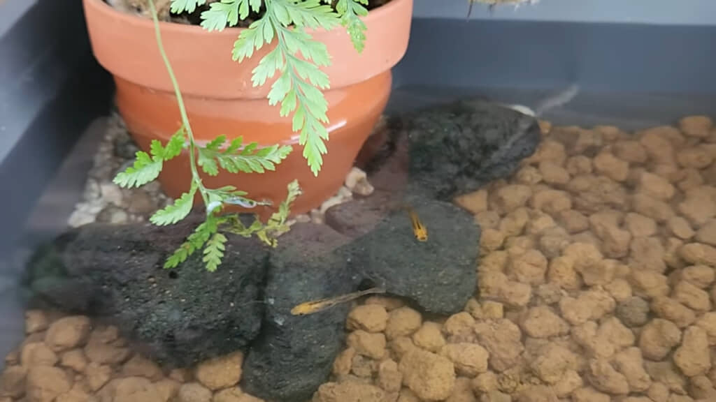 泳ぎ回るメダカたち