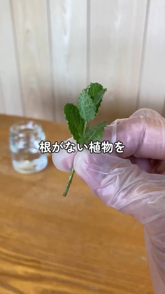 こういう短い葉を水耕栽培しようとしても……