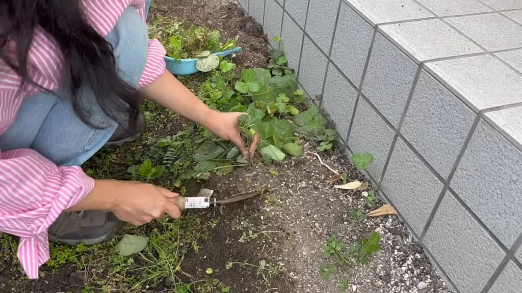 下準備として草を取り除く投稿者