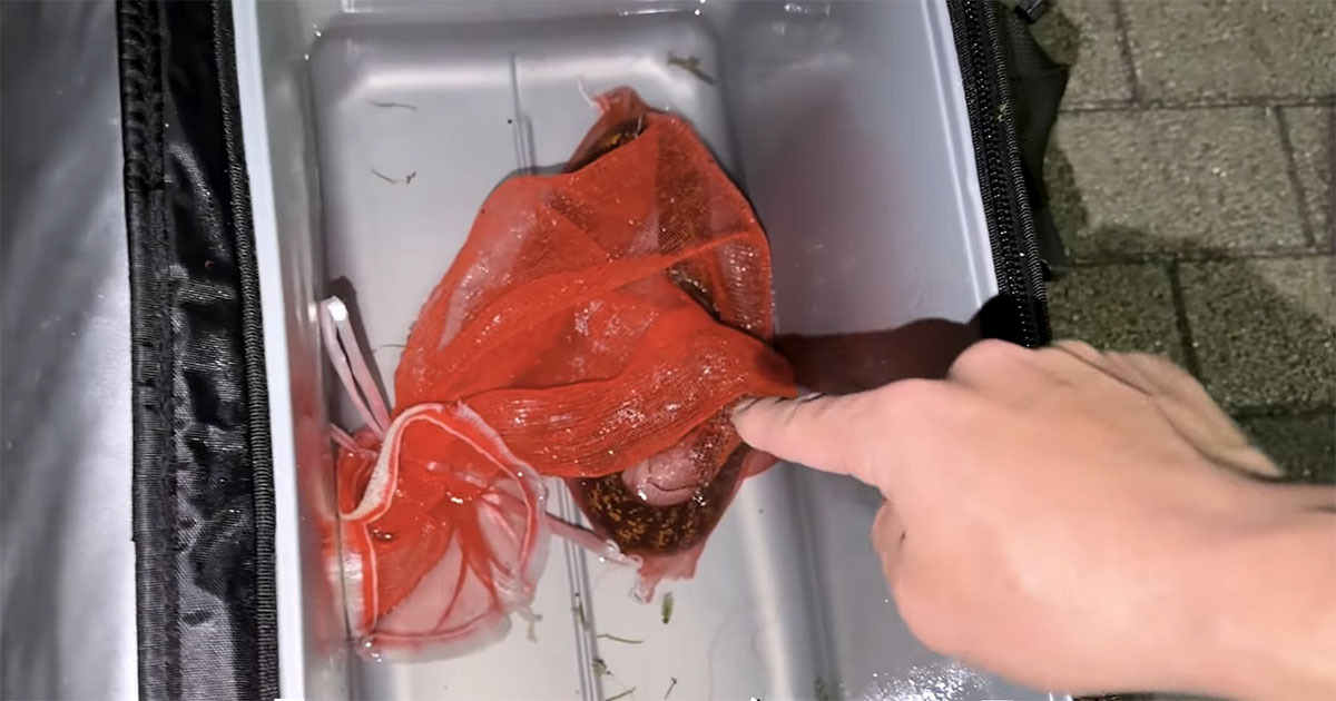 スーパーで見つけた“小さなウツボ”→連れ帰って水槽に入れたら……　思わぬ姿に「すごすぎる！」「こんなに可愛いなんて」（1/3） | その他生き物 ねとらぼ