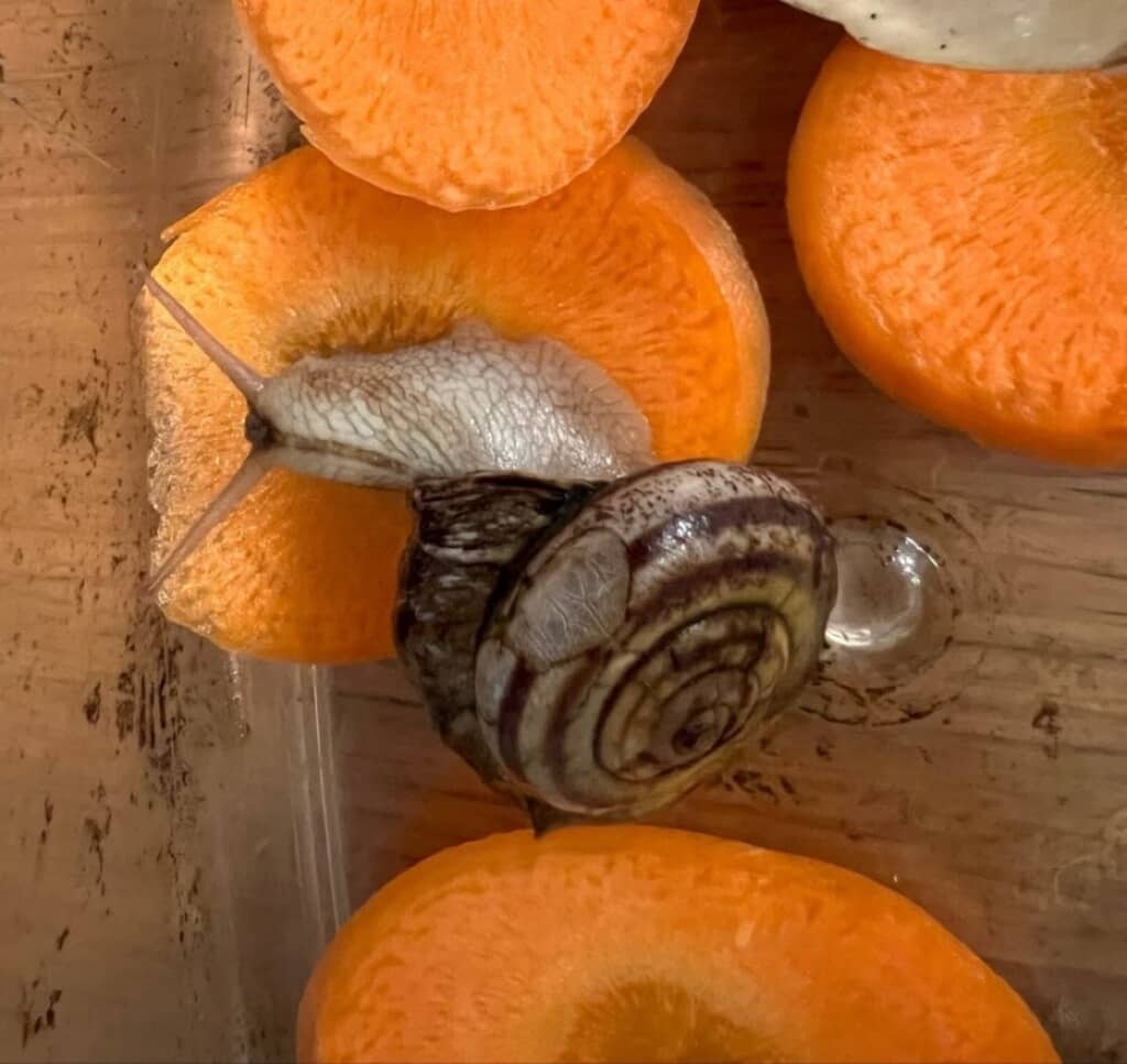 6年近く飼育しているカタツムリ