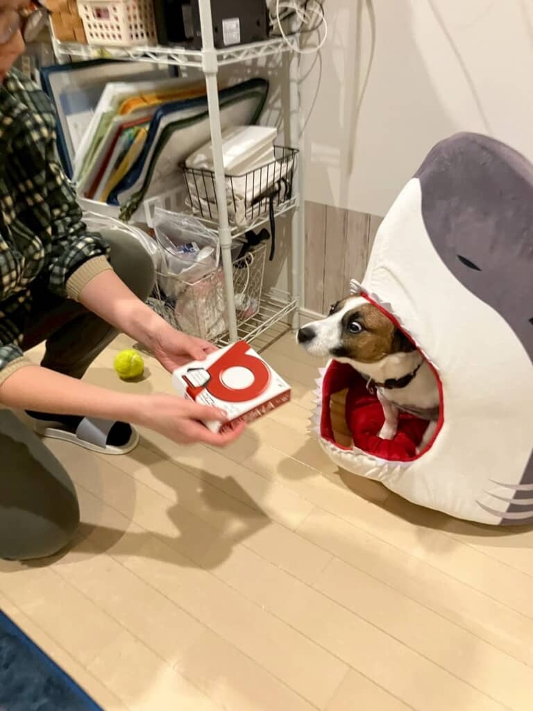 ばっちりくん、普段は食べられないピザに大興奮です