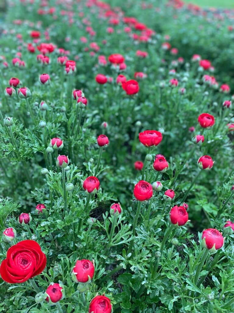 赤いラナンキュラスの花畑!
