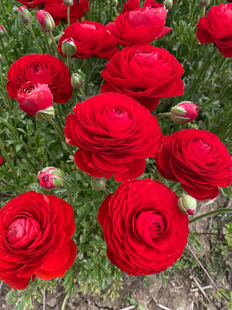 幾重にも重なる花びらがゴージャス
