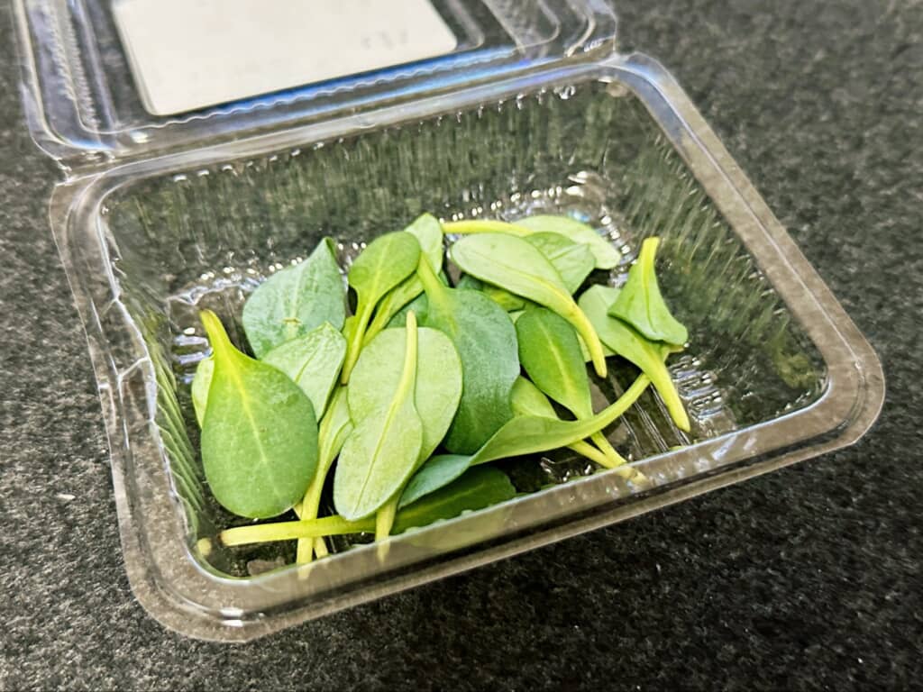 オイスターリーフを食べてみた