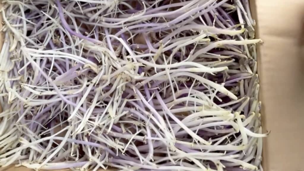 もやしのようなものがたくさん入っています