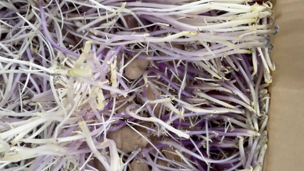 その正体は全て“じゃがいもの芽”……！