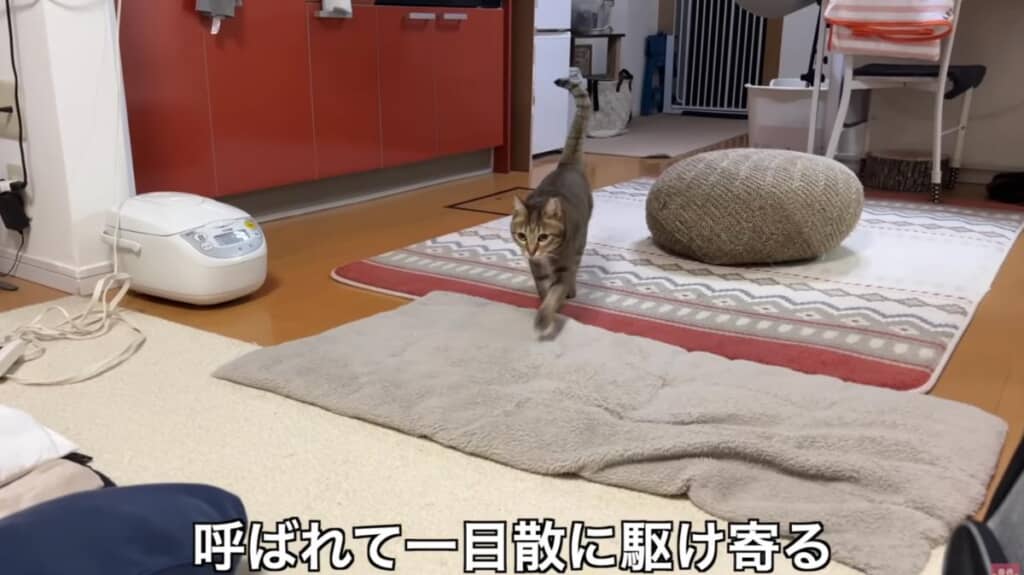 パパのことが大好きなうすくちちゃん