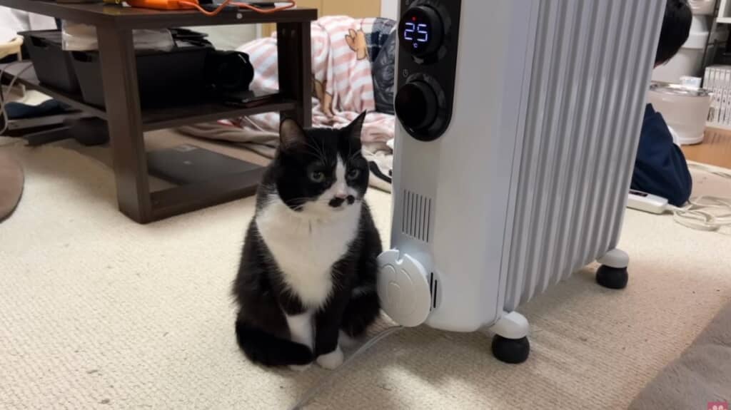 かわいいトラブルに癒やされます