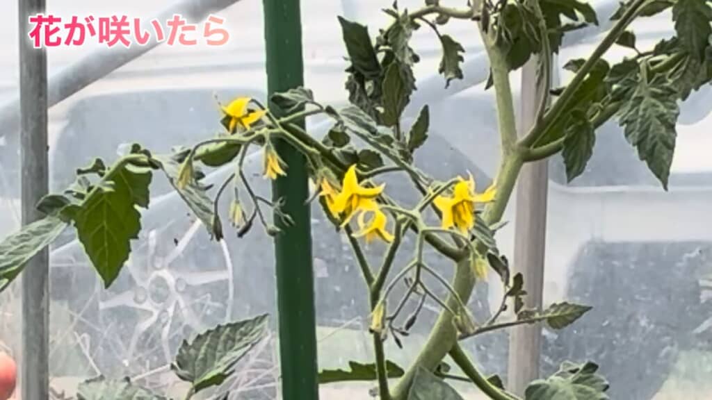 最初の花が咲いたミニトマト