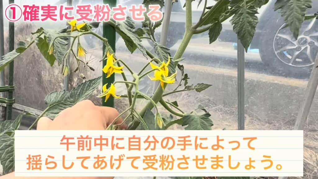 花房の根本をつまんで軽く揺らす