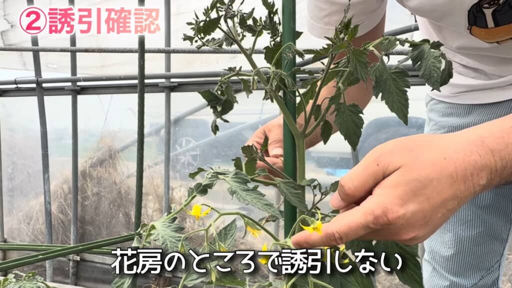 茎の太い部分を支柱に沿うよう誘引