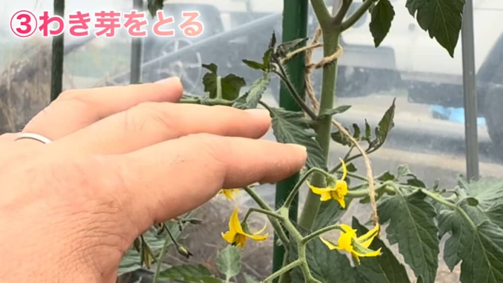 茎の付け根に生えているわき芽