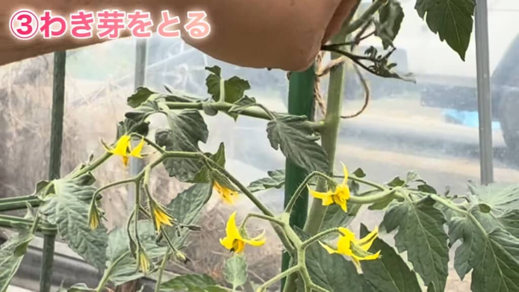 茎の付け根に生えているわき芽を取る