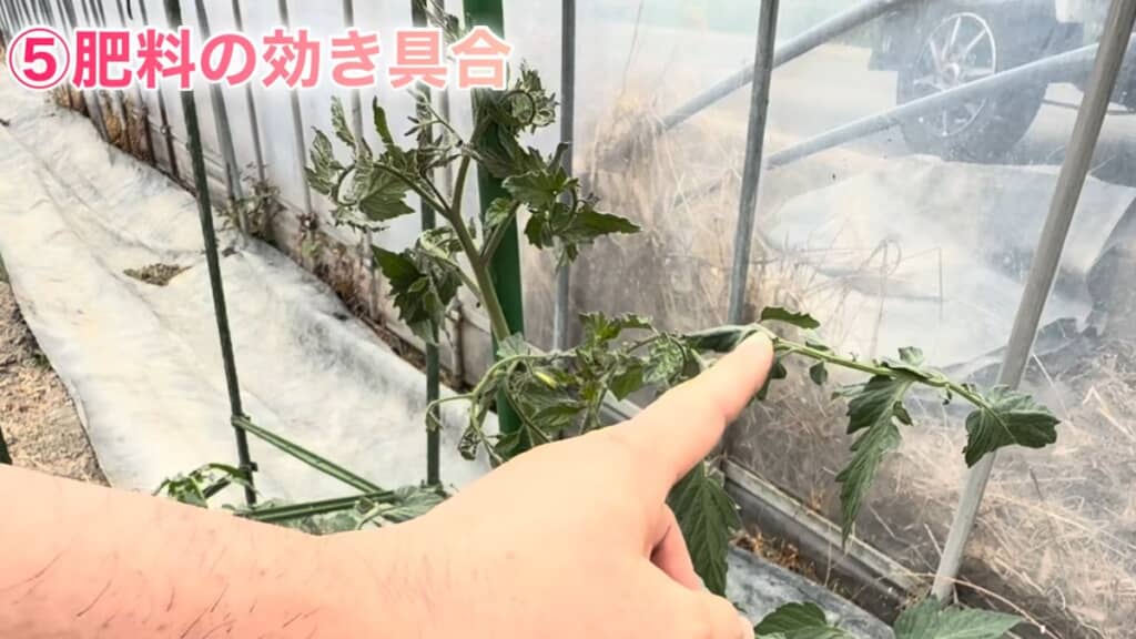 葉の角度で肥料の効き具合がおおよそ分かる