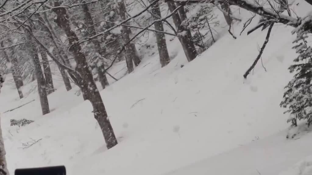 雪に根本が覆われている層雲峡の樹木