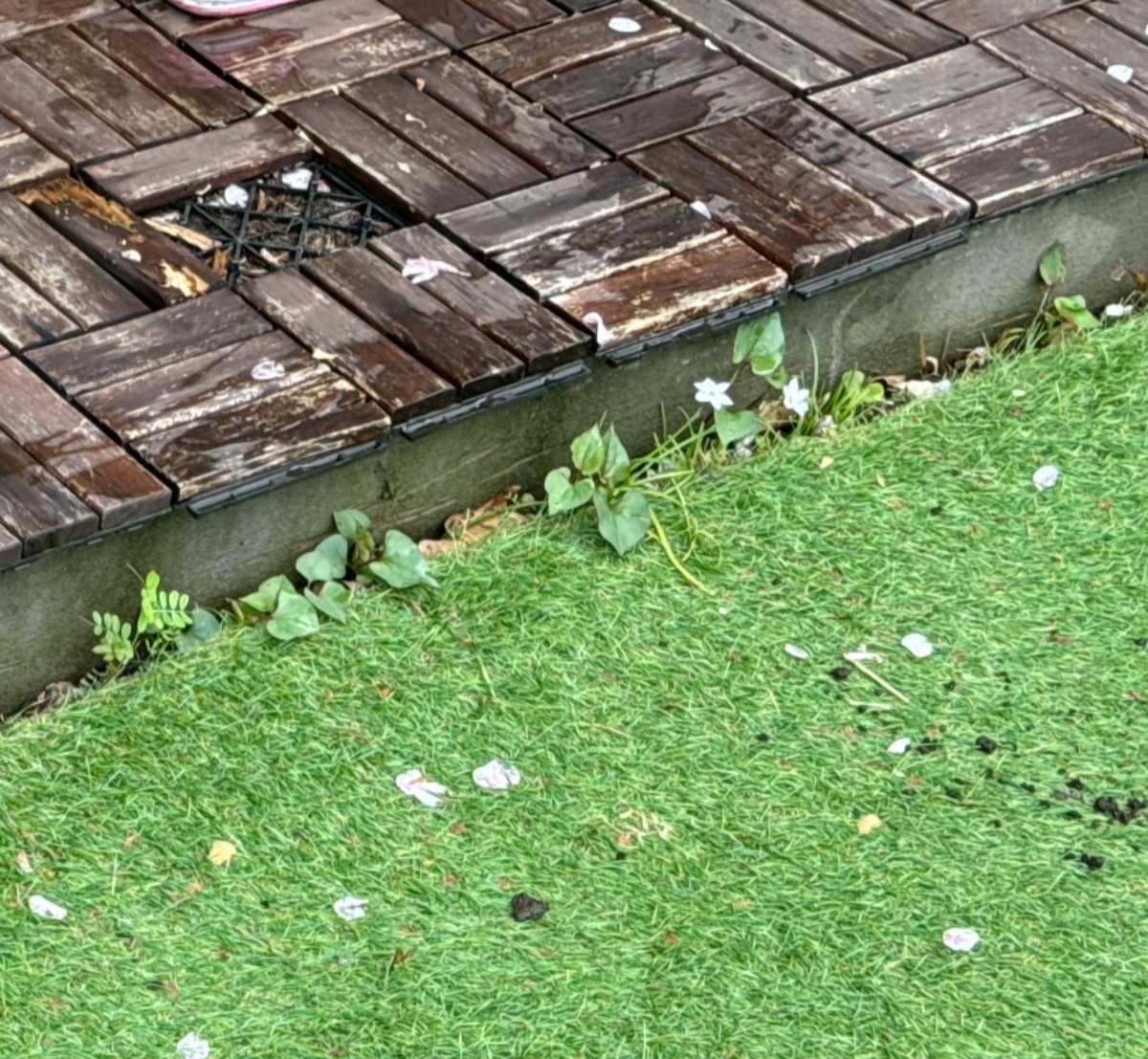 「急に生えたんですよ」→自宅の庭をふと見ると……　まさかの“来客”に「笑った」「謎過ぎます」「もう別物ですね」（1/3） | ライフスタイル ねとらぼ