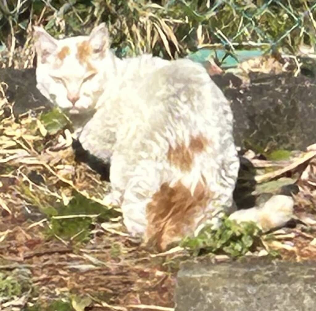 野良猫時代のこめちちゃん。厳しい表情で毛並みもごわごわ……