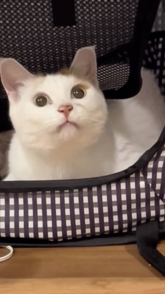 現在のこめちちゃん。こんなにかわいい顔だったとは！
