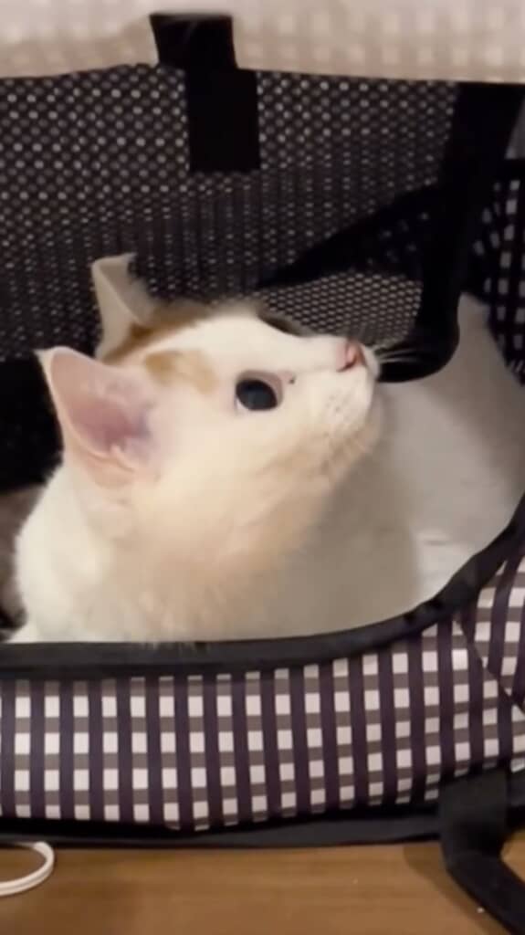 同じ猫とは思えないほどキュートで穏やかな姿に