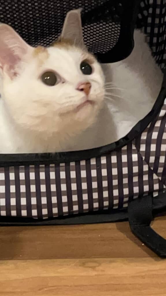 満ち足りた生活と飼い主さんの愛情が変化をもたらしたのかもしれません