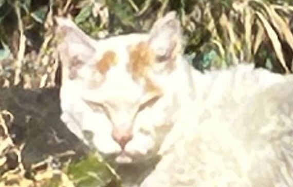鋭い目つきでこちらをにらむ野良猫→1年後……「えーっ!!」　まさかの“現在の姿”に「ああもう泣きそう」「同じにゃんことは思えない」（1/2） | 猫 ねとらぼ